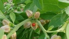 Ashwagandha Herbal Remedy